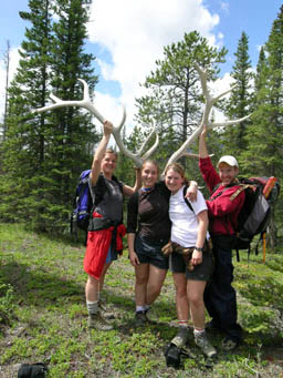 antlers